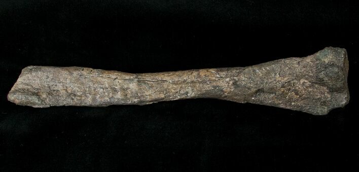 Othnielosaurus Tibia w/ Stand - Bone Cabin Quarry #14731